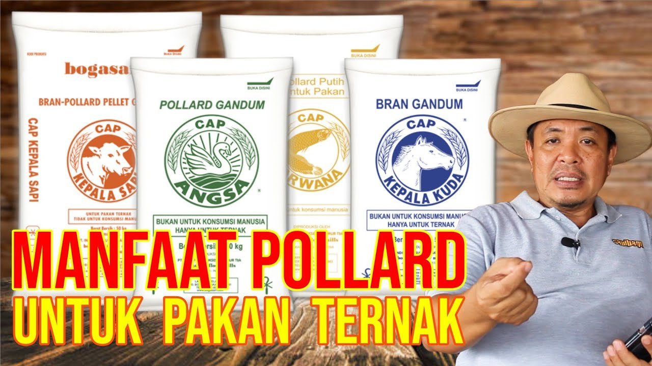 Pakan Ternak Pollard Untuk Penggemukkan Sapi Dan Kambing.jpg